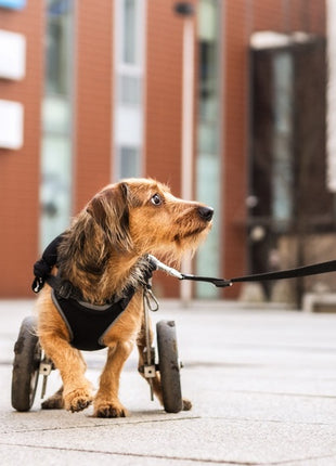Dingo Szelki bezuciskowe z dwupaskową regulacją M czarne